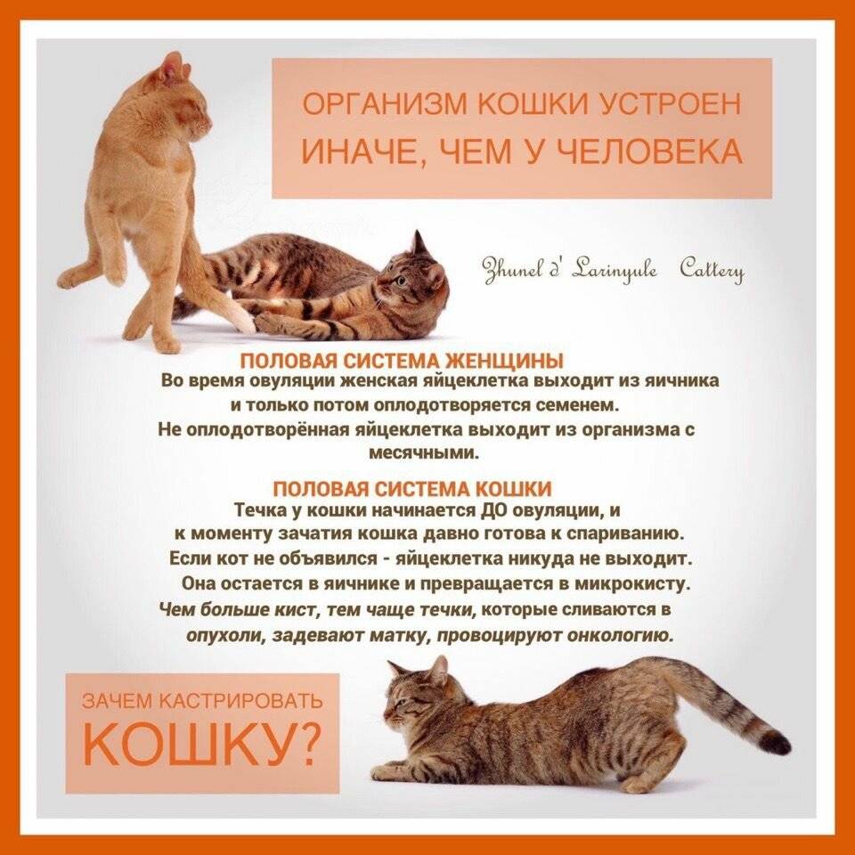 Можно ли стерилизовать кошку во время течки