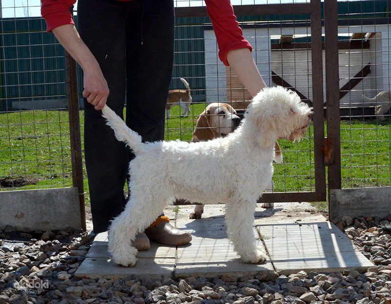 Описание породы собак лаготто романьоло или итальянская водяная собака