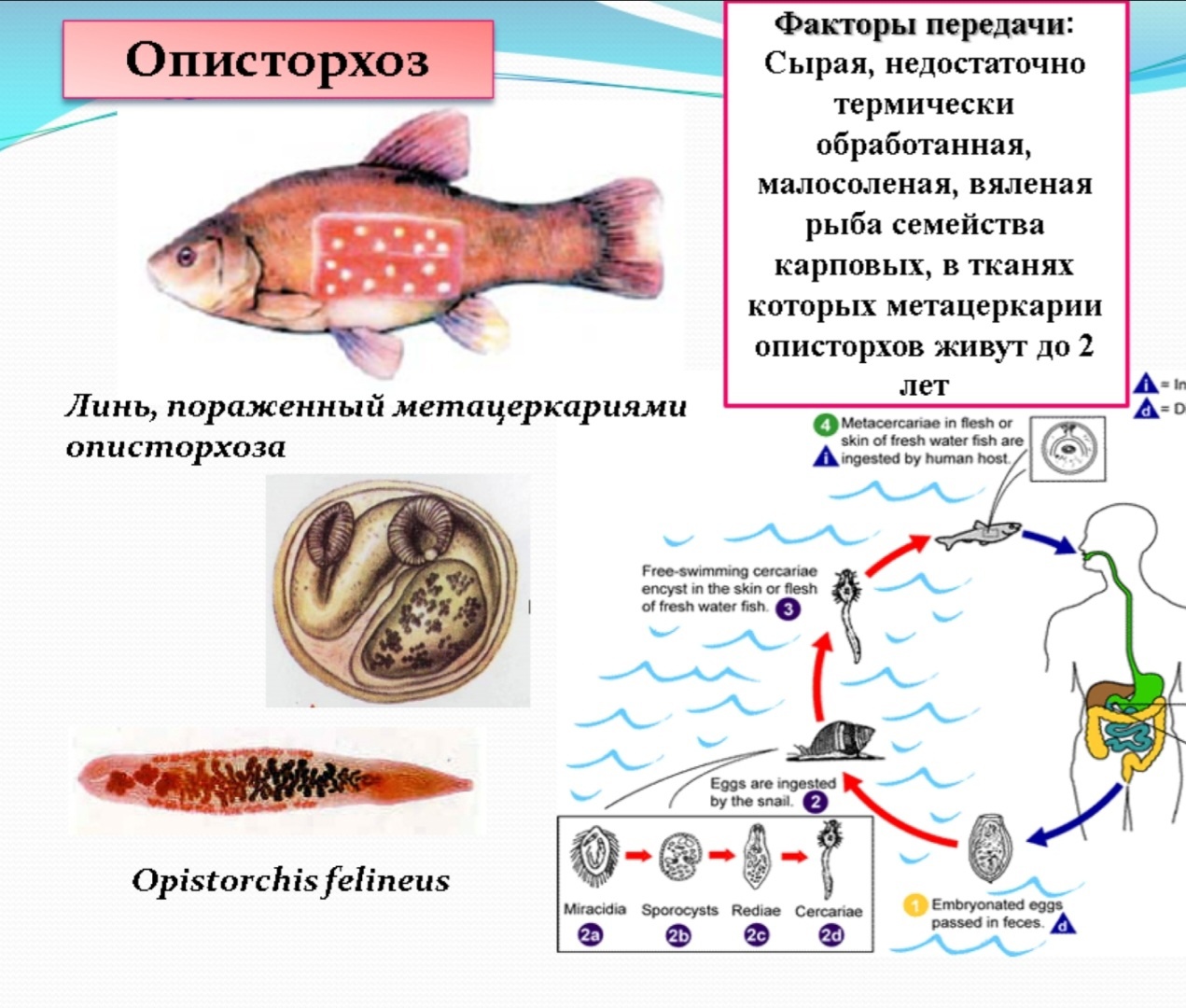 Описторхоз у кошек