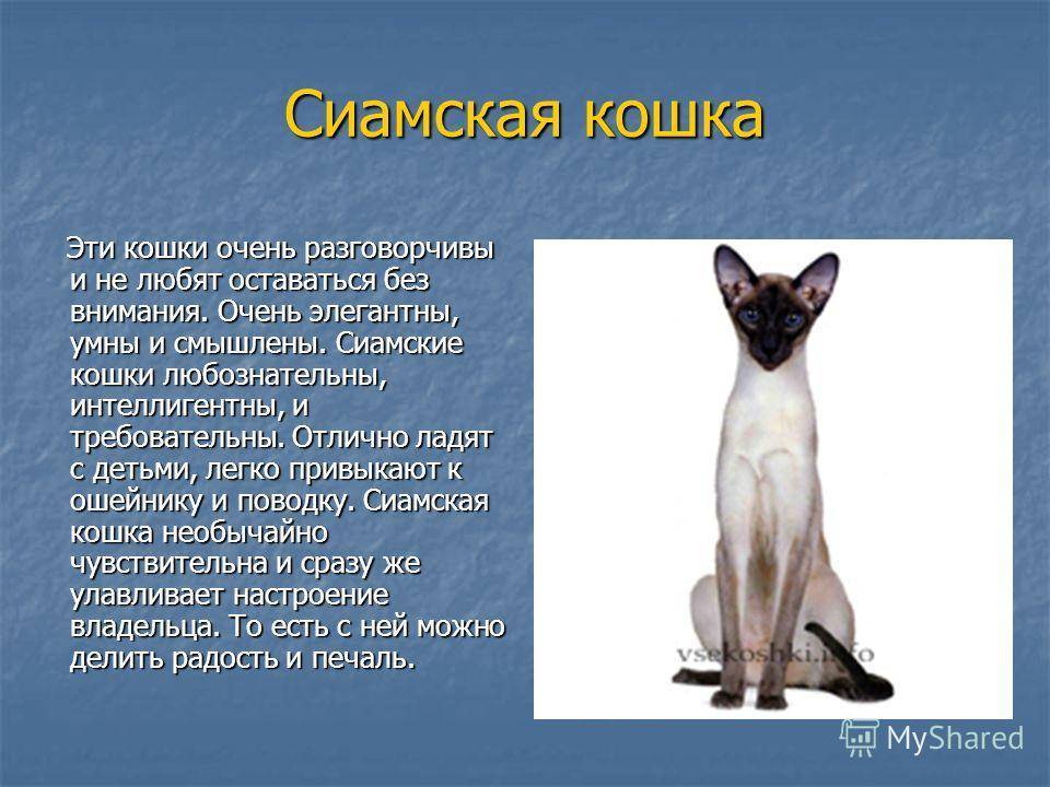 Как выглядят сиамские кошки: характеристика породы и особенности характера