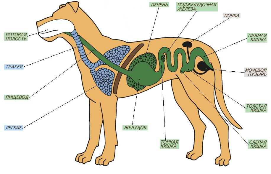 Основные внутренние органы собаки. собаки от а до я