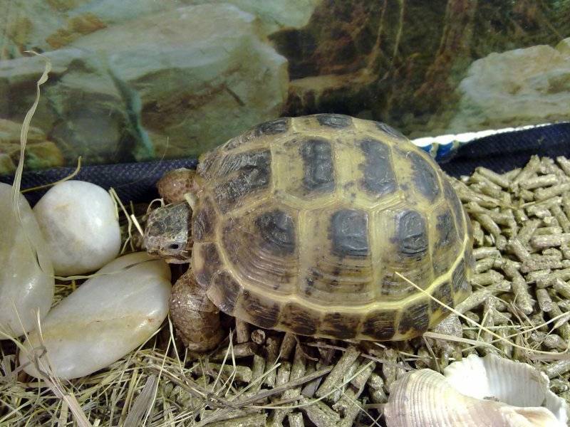 Размножение морских и сухопутных черепах в домашних условиях и в дикой природе
