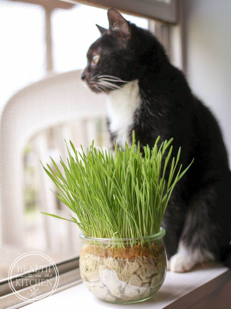 Можно ли кошкам давать траву