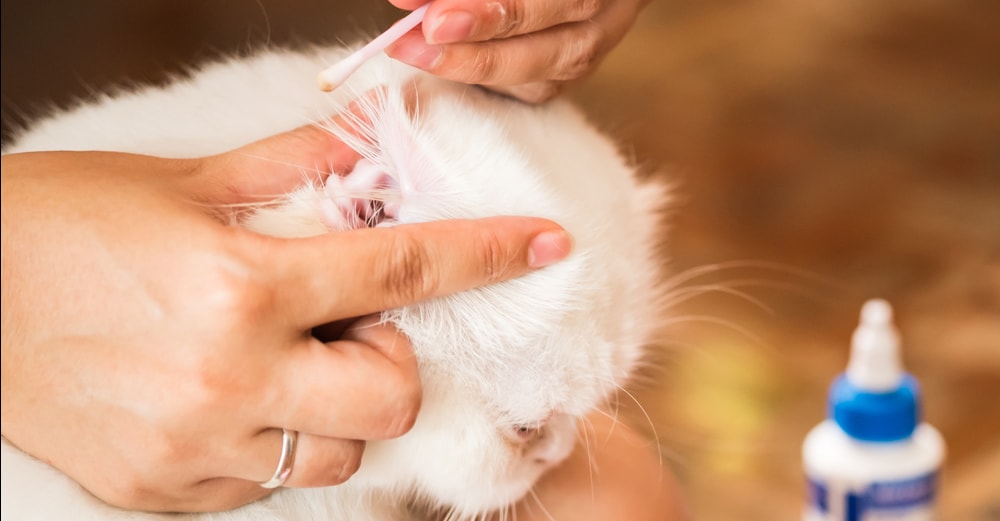 Уход за ушами шотландских кошек, или как почистить кошке уши?