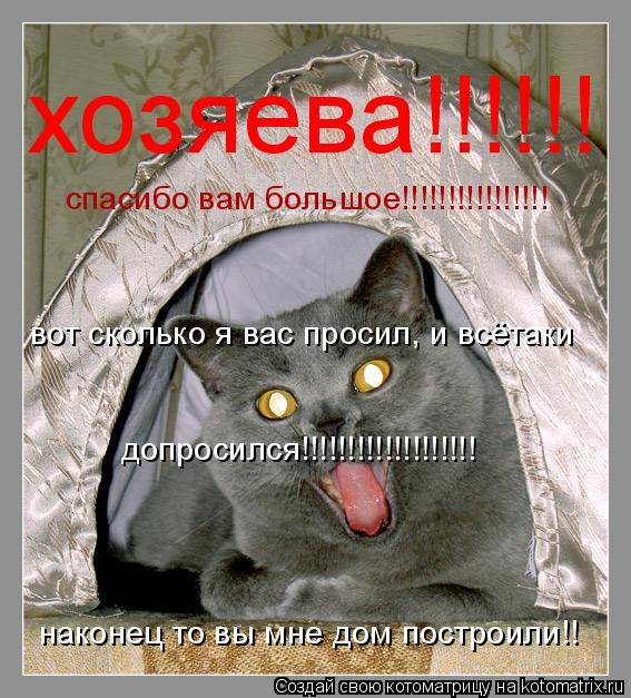 Как кошки благодарят своих хозяев - gafki.ru