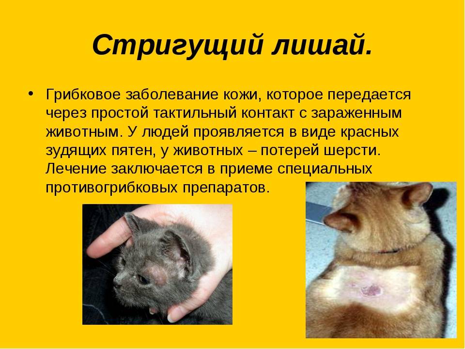 Болезни кошек: таблица симптомов с фотографиями, какие из них требуют лечения у ветеринара, чем может заразиться человек