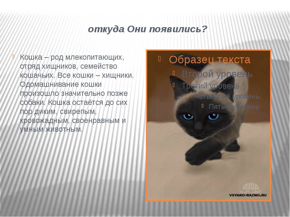Откуда появились кошки на земле