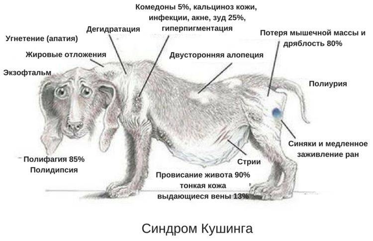 ᐉ гипоадренокортицизм (болезнь аддисона) - как лечить у собак - ➡ motildazoo.ru