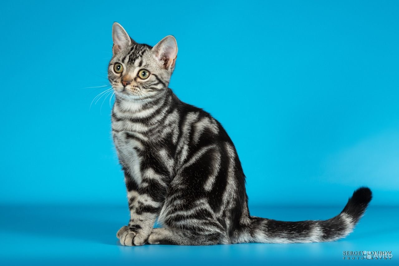 Бразильская короткошёрстная кошка: описание породы и характера