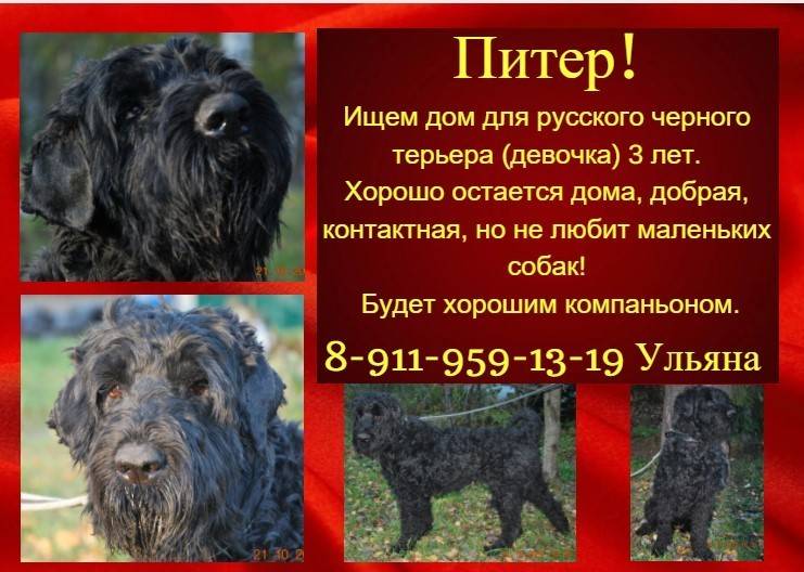 Русский черный терьер или «собака сталина»: фото и описание породы