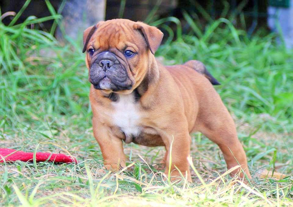 Вымершие породы собак: каких псов уже не существует