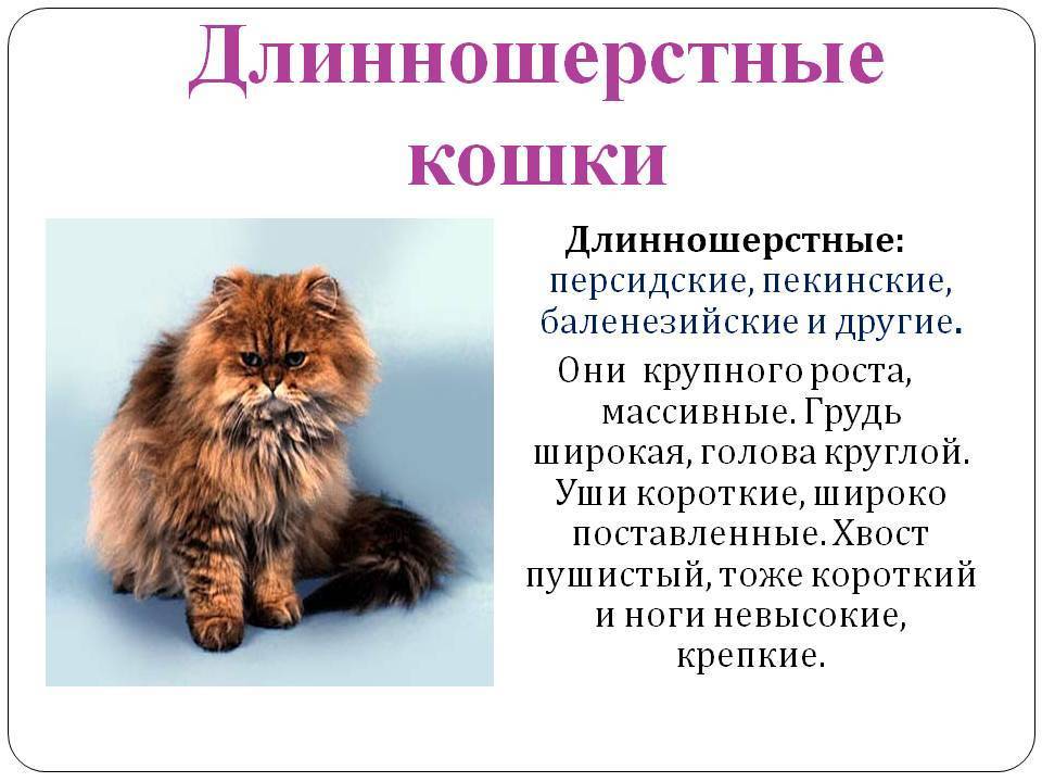 Длинношерстные кошки: названия пород, их описания и фото