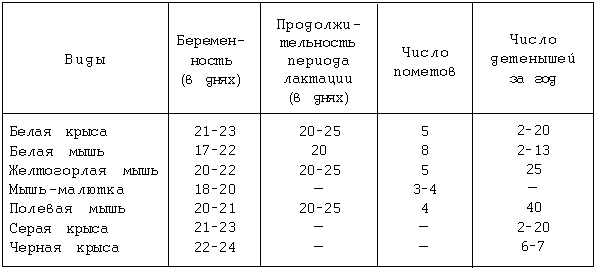 Крыса – внешний вид, обитание, жизненный цикл, опасность и разновидность + 87 фото