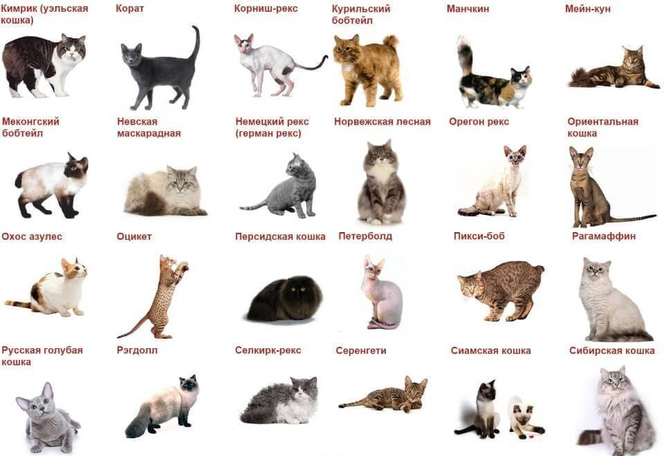 Как определить породу кошки: виды пород, определение по окрасу
