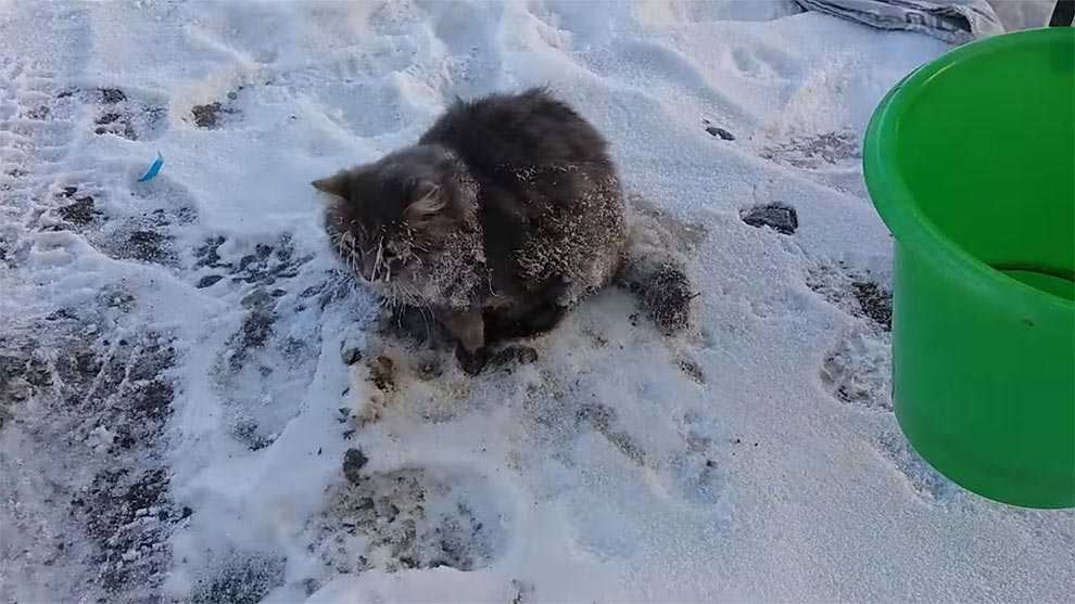 Холодно ли кошкам осенью