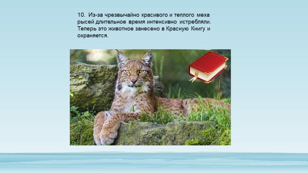 6 интересных и удивительных фактов о рысях - gafki.ru