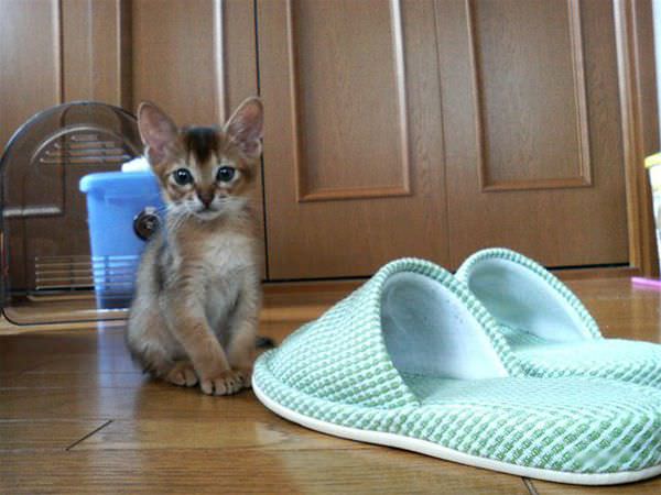 Как научить кота приносить тапочки - это реально! - gafki.ru