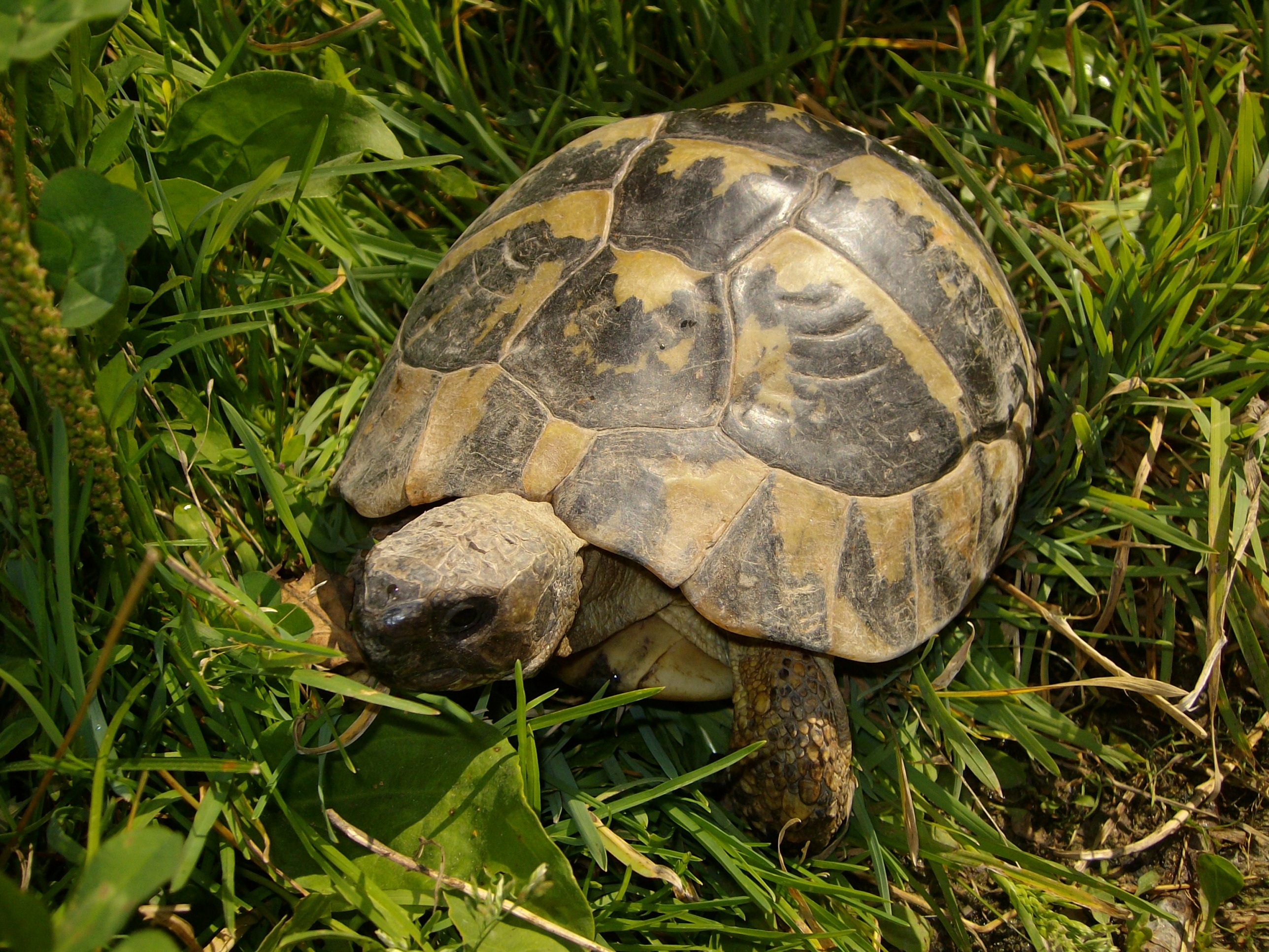 Черепахи в домашних условиях: сколько живут и как узнать их возраст