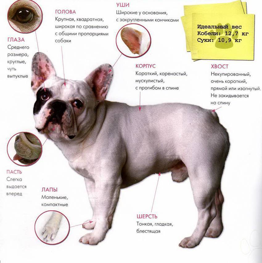 Французский бульдог: описание породы собак