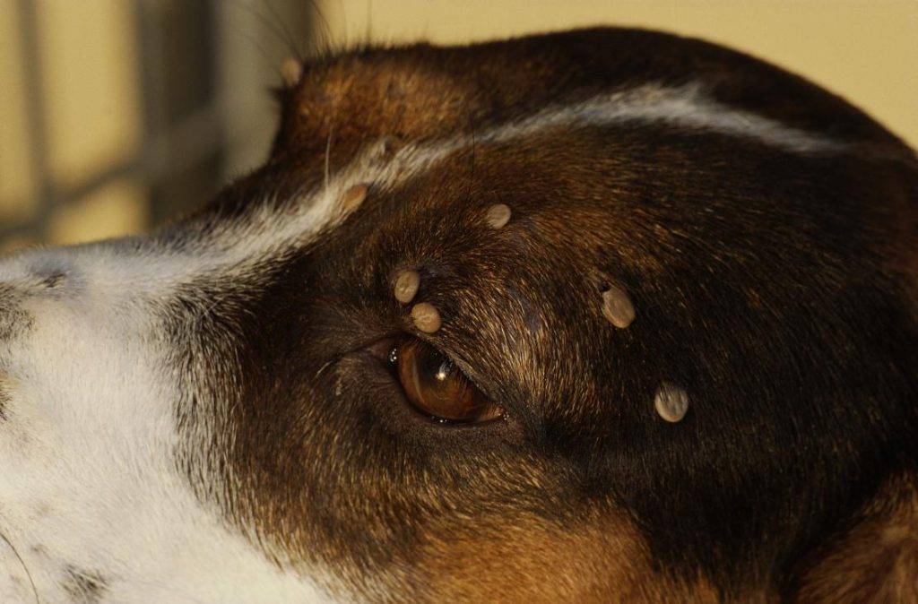 Клещ у собаки: что делать, если укусил, и фото, как выглядит паразит, симптомы и признаки после атаки, изменение поведения, лечение уколами от болезни пироплазмоз
