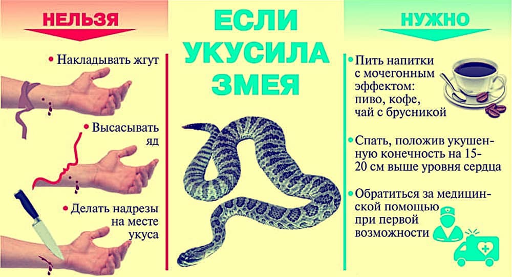 Рисунок укусы змей