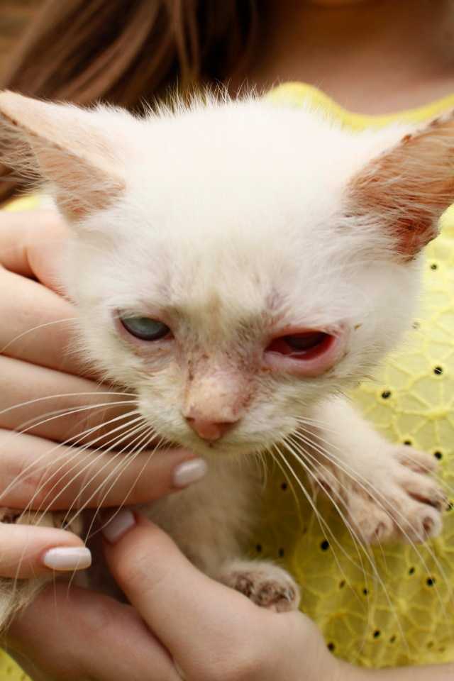 Ринотрахеит (герпес) у кошек: симптомы и лечение