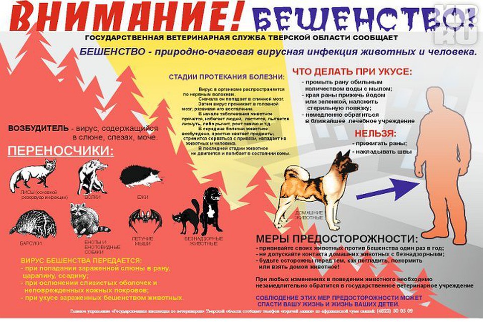 Болезнь ауески собак: симптомы, клинические признаки, лечение