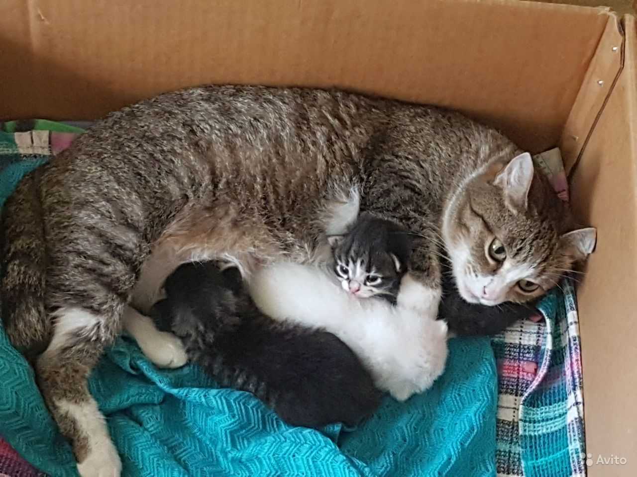 Когда у котят открываются глаза | ваши питомцы