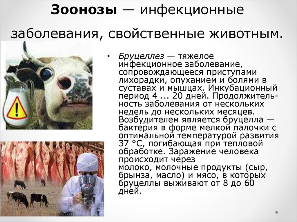 Болезни хомяков