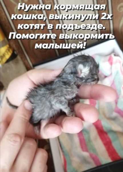 Что делать, если котенок стал агрессивным? | ваши питомцы
