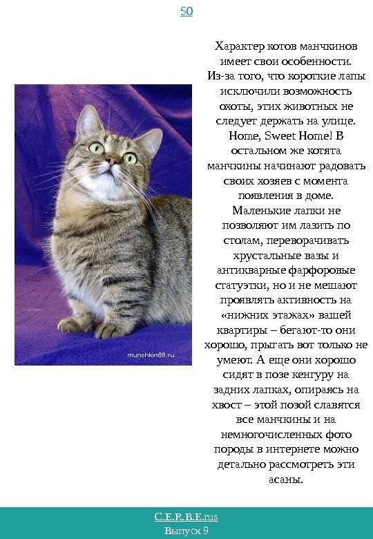 Сибирская кошка: описание породы, характер и особенности ухода