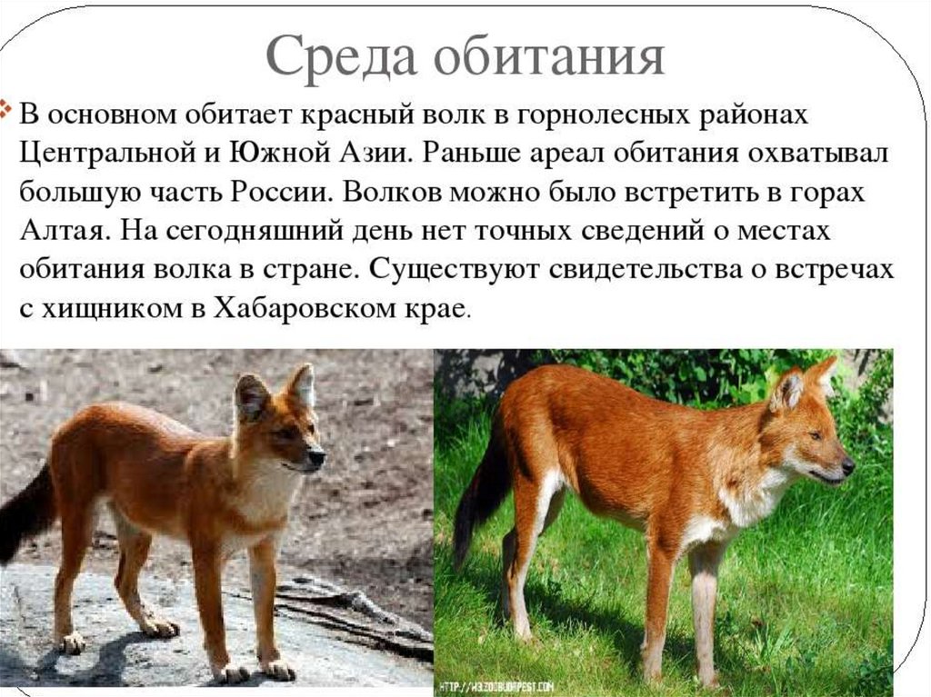 Красный волк
