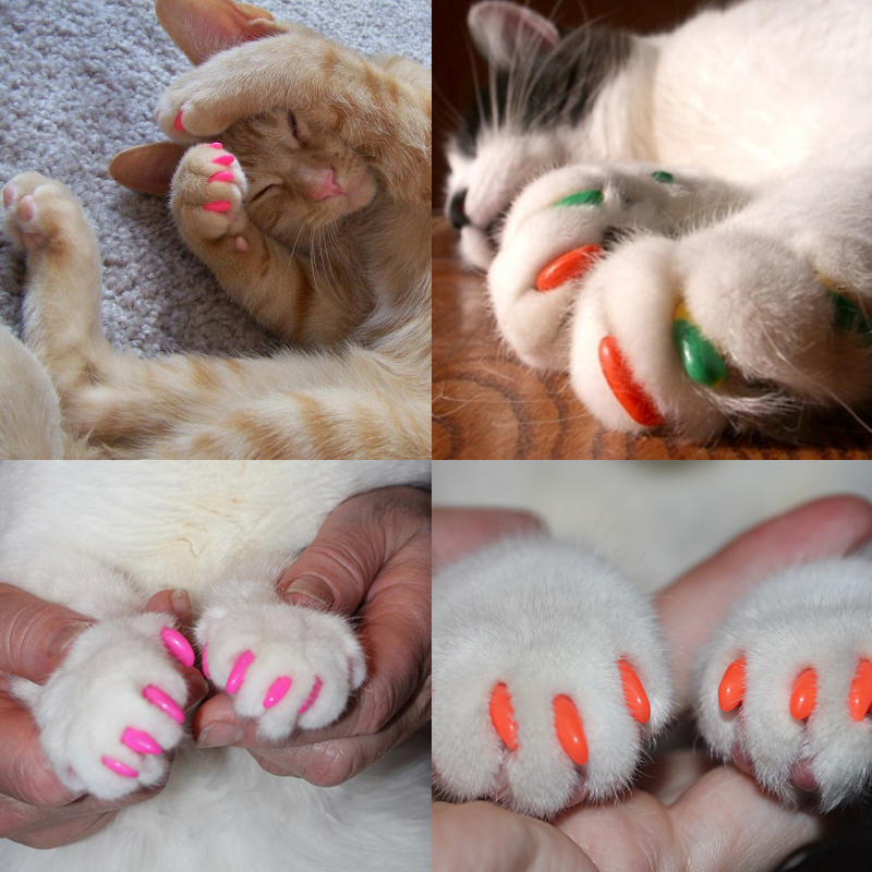 Защитные накладки на когти для кошек: ноухау или жестокое обращение с животными