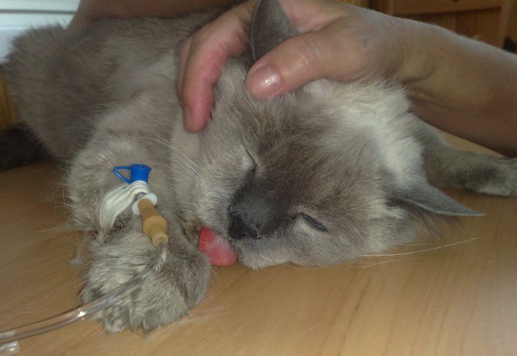 Капельница кошке в холку: как правильно провести процедуру и не навредить животному, используя катетер