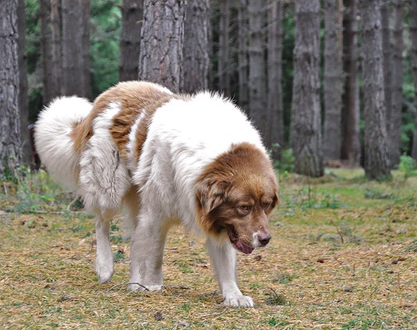 Каракачанская собака: порода болгарских волкодавов - dogsta.ru