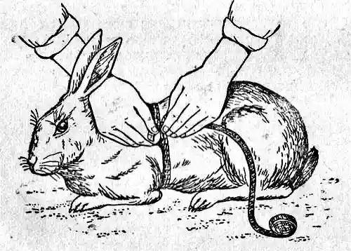 Почему крол не хочет покрывать крольчиху