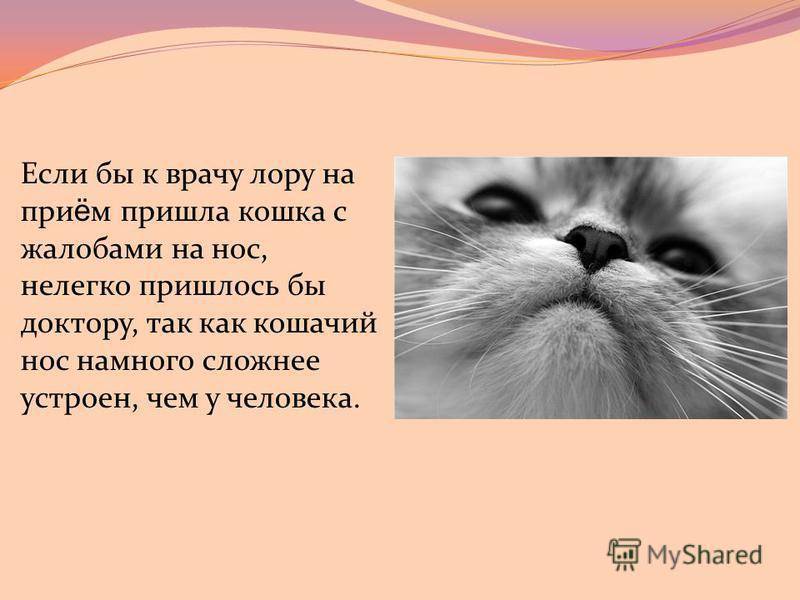 Сухой и теплый нос у кошки: что означает, причины заболевания и лечение