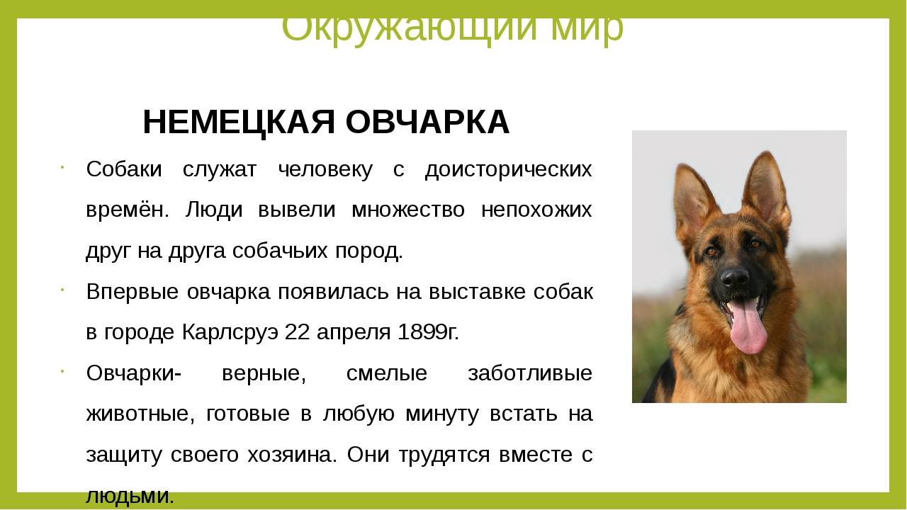 Охранные собаки: топ-10 пород для охраны дома – pet-mir.ru