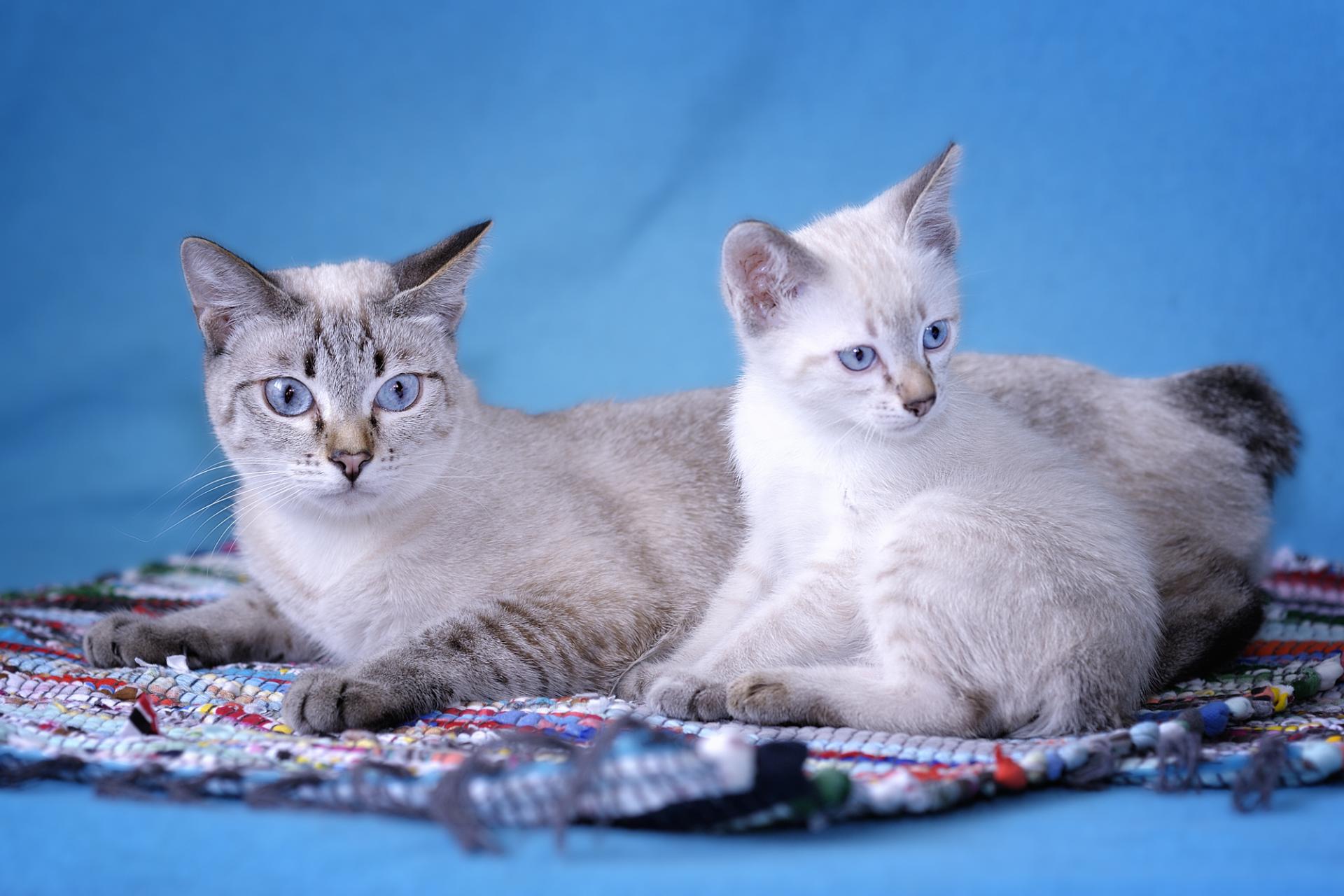 Тайская порода кошек: описание, характер, достоинства и недостатки