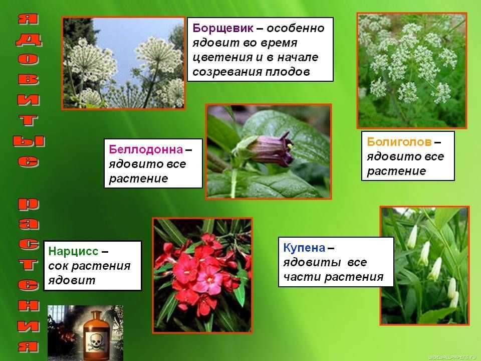 Растения для кошек, ядовитые, опасные, вредные, полезные комнатные растения | кошки - кто они?