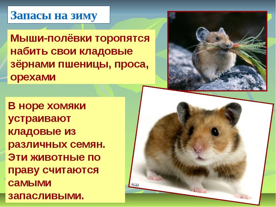Хомяк дикий морская свинка
