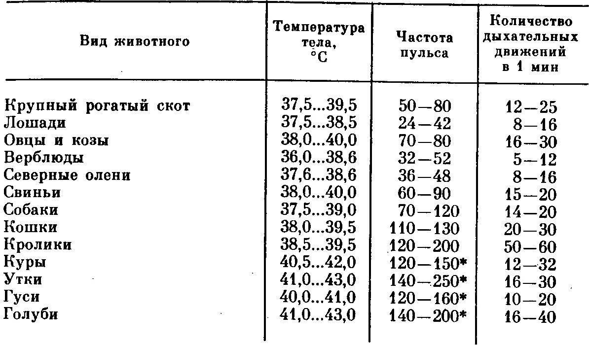 Как померить температуру кошке в домашних условиях обычным градусником и без него?