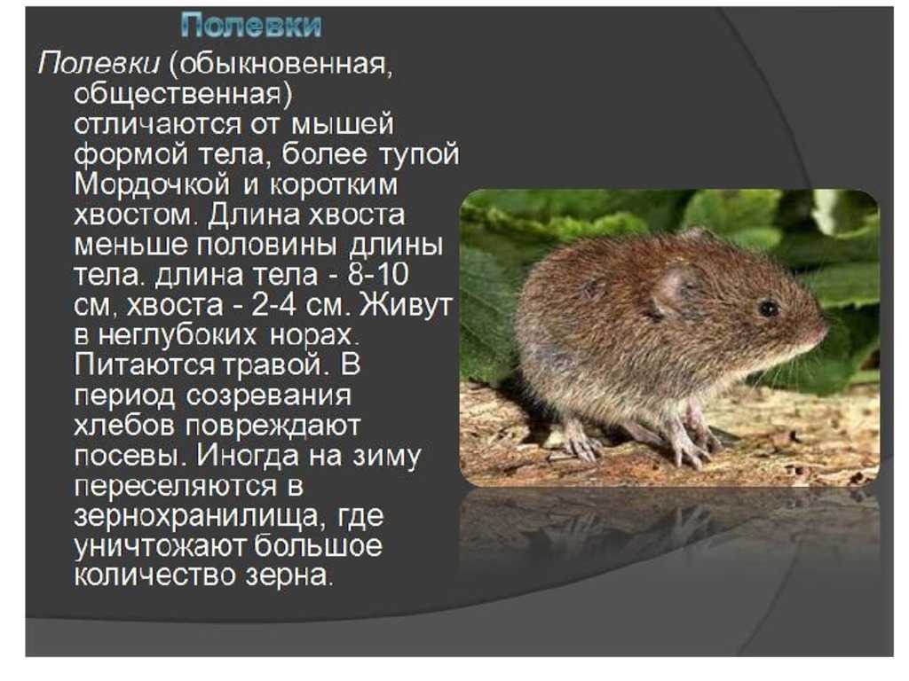 Черные крысы