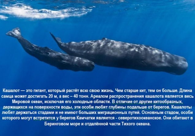 Кашалот (physeter macrocephalus)