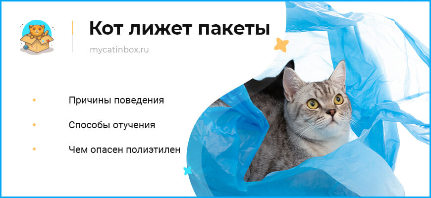 Кот лижет пакеты: причины и как отучить
