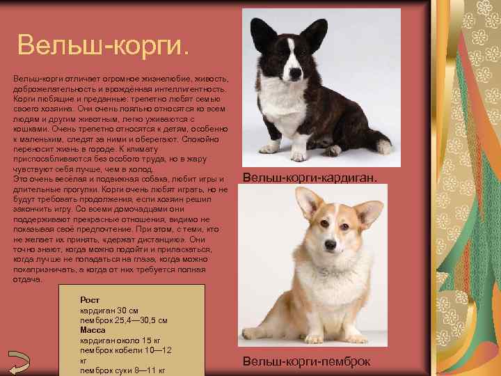 Вельш-корги пемброк: описание породы собак с фото, видео и отзывами владельцев, стоимость щенков