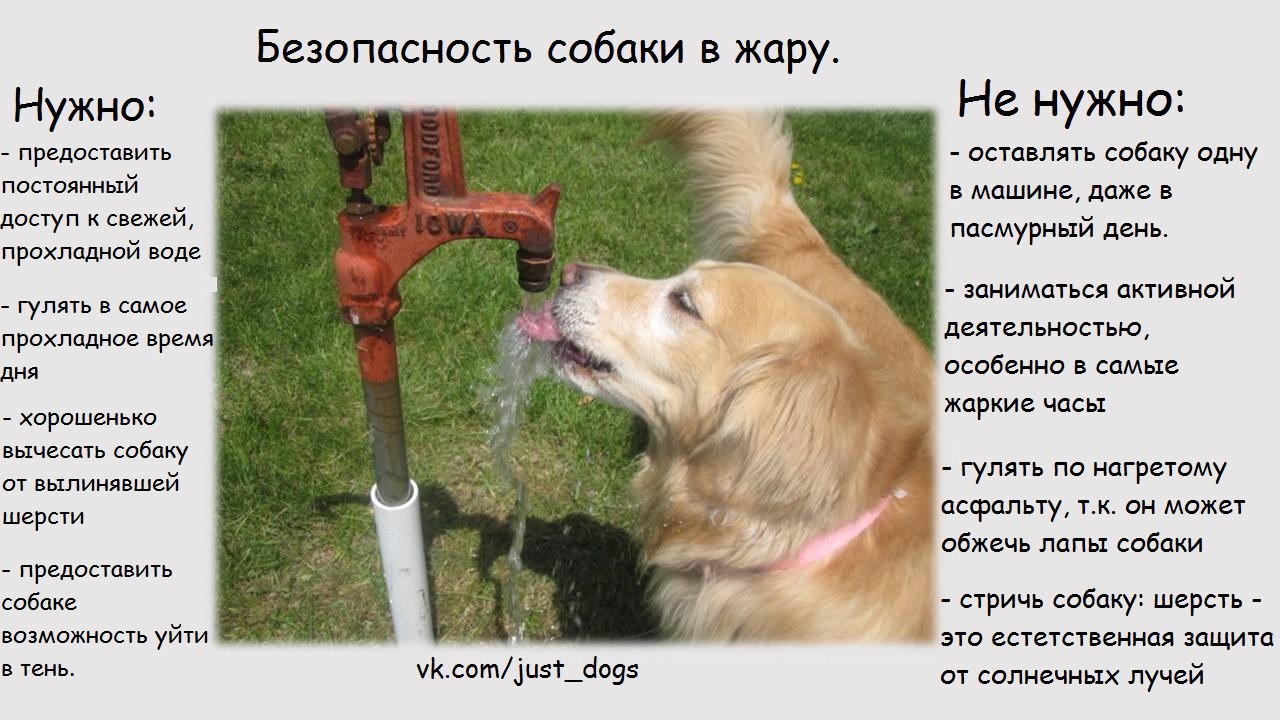 Собака плохо пьет. Как помочь питомцу в жару. Налейте животным воды. Тепловой удар у животных. Что делать если собаке жарко.