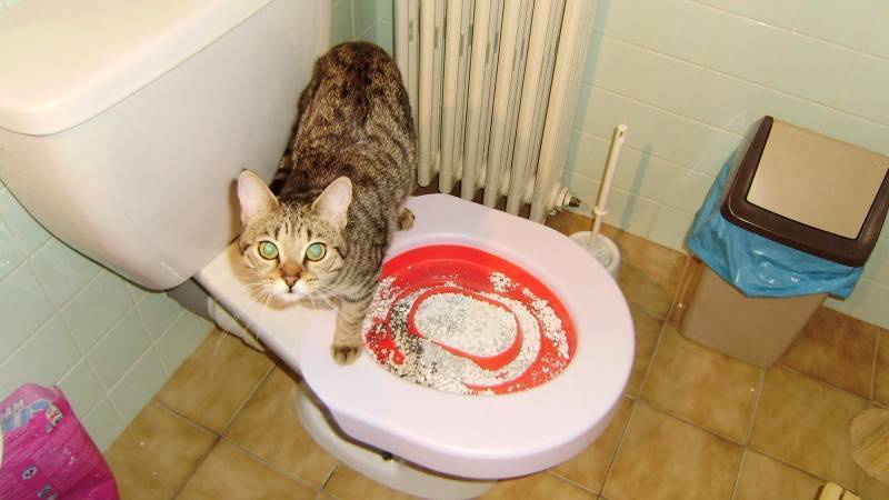 Кошка не ходит в туалет день, неделю и больше: что делать и как лечить