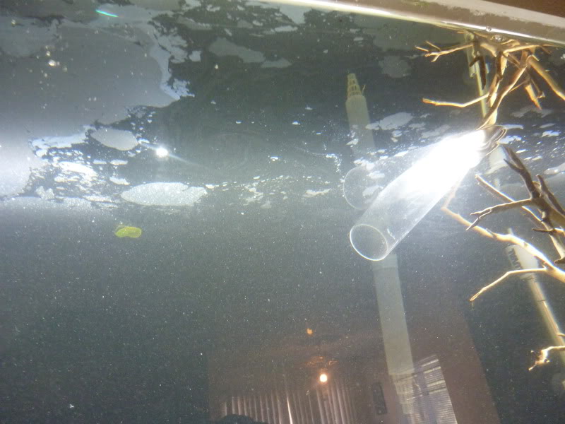 Почему мутнеет вода в аквариуме? причина, способы устранения и средства