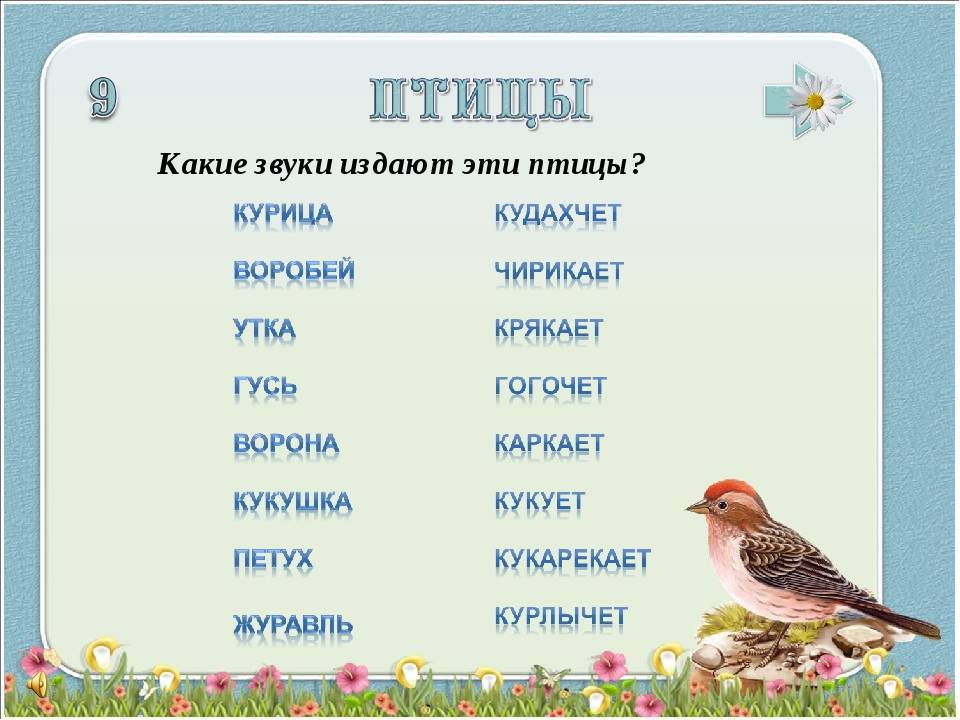 Какие радостные звуки издают кролики?